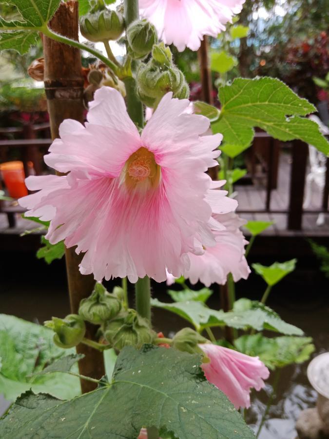 Yi Jia Yuan Homestay نانزوانج المظهر الخارجي الصورة